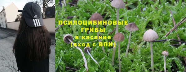 PSILOCYBIN Волосово