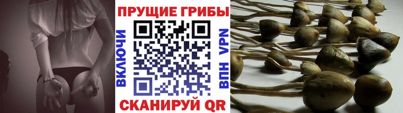 Псилоцибиновые грибы MAGIC MUSHROOMS Гаврилов-Ям